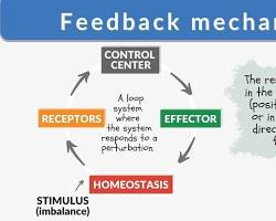 The Systems Biology Approach