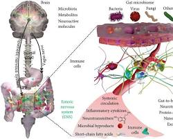 The Systems Biology Approach