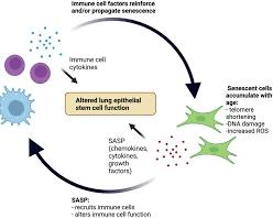 Clinical Longevity Protocols Used by Silicon Valley Health Optimization Culture