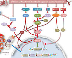 Clinical Longevity Protocols Used by Silicon Valley Health Optimization Culture