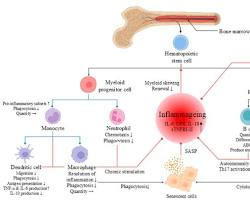 Clinical Longevity Protocols Used by Silicon Valley Health Optimization Culture
