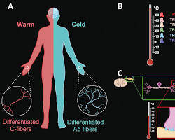 Cold Shock Proteins & Brain Recovery: What Science Actually Shows