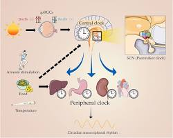 Circadian Biology for Sleep