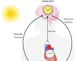 Circadian Biology for Sleep