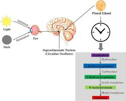 Circadian Biology for Sleep