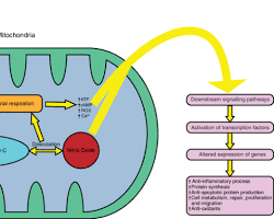 7 Photobiomodulation Protocols for Supporting Mitochondrial Function