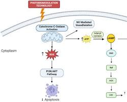 7 Photobiomodulation Protocols for Supporting Mitochondrial Function